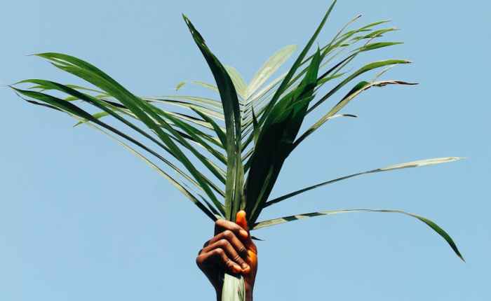 Palms / Palmas
